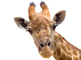 Резултат слика за giraffe