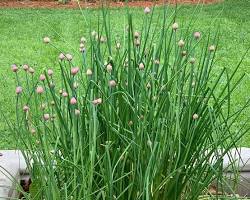 Image of Chives plant