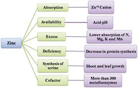Image result for zinc burn in plants