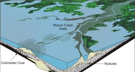 Mazon Creek flora - Field Museum