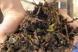 Homemade Worm Vermicompost