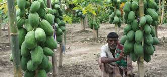 Image result for শীতকালীন সবজি চাষ