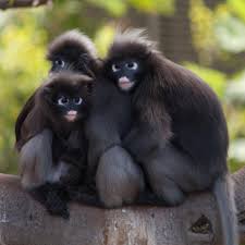 Image result for MONKEYS