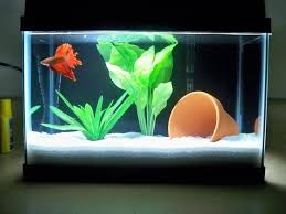 Image result for betta fish tank