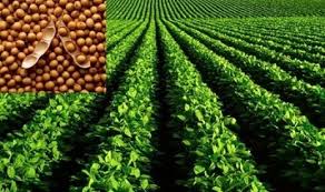 Image result for kedelai