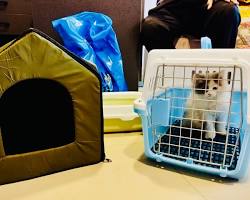 person choosing a pet cage in a pet storeの画像
