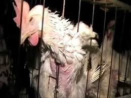 Resultado de imagen de tortura fabricas animales