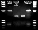 PlasmoTest Mycoplasma Detection Kit InvivoGen