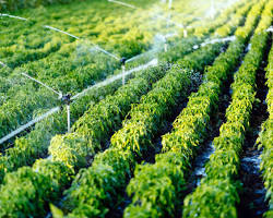 Image of Automated irrigation system
