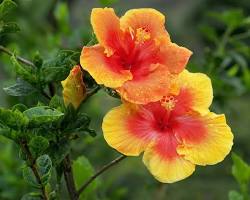 Image of Tropical hibiscus