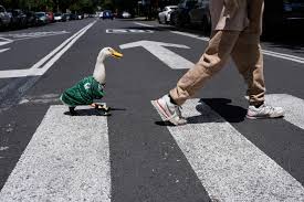 World Cup crowds go quackers for Merlín the duck