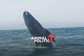 Demanda en defensa de las ballenas del Golfo de California continúa con el proceso de la presentación de pruebas