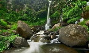 Image result for CURUG OROK