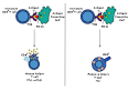 T cell activation virus