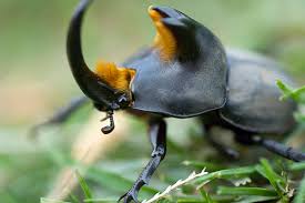 Résultat de recherche d'images pour "rhino beetle"