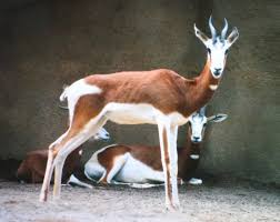 Résultat de recherche d'images pour "dama gazelles"