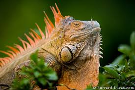 Attēlu rezultāti vaicājumam &ldquo;green iguana&rdquo;