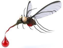 Image result for pictures of mosquito
