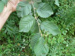 Image result for alder leaves