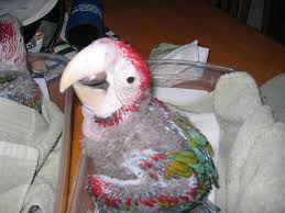 Image result for baby macaw parrot for sale