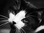 Photos chat noir et blanc