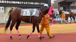 〝鞍用の雨カッパの話〟川崎競馬が雨の日のパドックでの競走馬の様子をショート動画で紹介（西スポレースサイト）