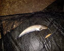 Image result for wels catfish