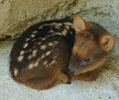 Résultat de recherche d'images pour "pudu"