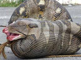 Resultado de imagem para o jacaré ea cobra d'agua