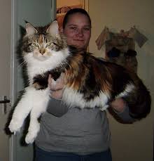 Image result for maine coon