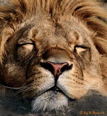 when the lion sleeps tonight... - Bild \u0026amp; Foto von Baasch aus ...