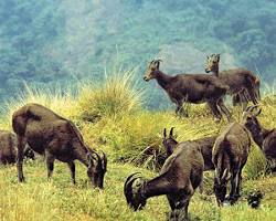 Image of Eravikulam National Park Munnar