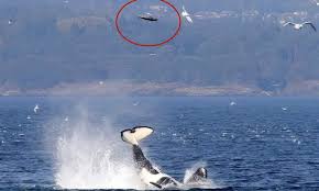Dramatic Video Captures Incredible Orca’s Power as it Launches Seal into the Air