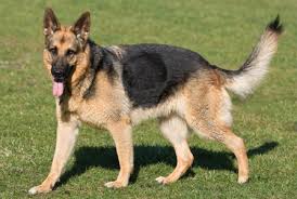 Image result for German Shepherd