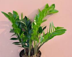 ZZ plant (Zamioculcas zamiifolia)