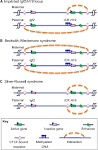 IGF(human) - PhosphoSitePlus