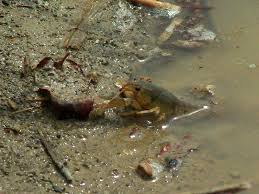 Image result for crayfish chimneys