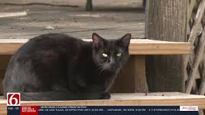 Bobcat Fever Cases Rising in Oklahoma: What Pet Owners Need to Know
