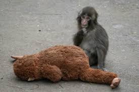 Japan's Popular Punch the Monkey to Celebrate 1st Birthday - The Japan News