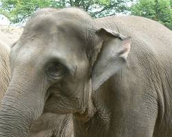 An Asian elephant partially hidden by jungle foliage in Cambodia