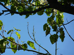 Image result for "Foxglove Tree"