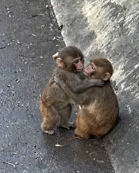 Sau nhiều tuần bị bỏ rơi, Vườn thú Ichikawa cuối cùng đã xác ...