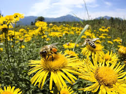 Resultado de imagem para abelha na flor e borboleta