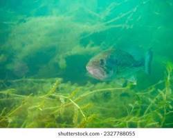 Image of Sand bass swimming in a clear lake