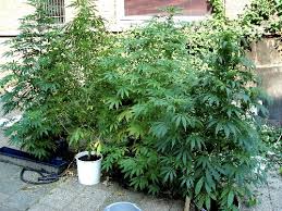 Dispensary