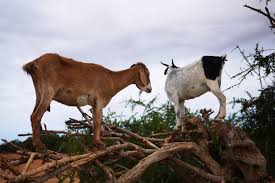 Image result for goat tree