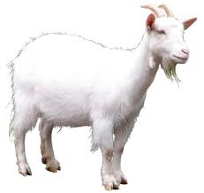 Image result for GOAT
