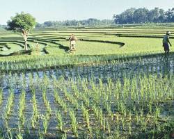Image of Rice paddies in Cambodia