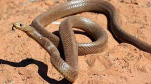Hasil gambar untuk Taipan snake
