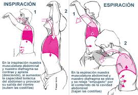 Resultado de imagen de respiracion diafragmatica